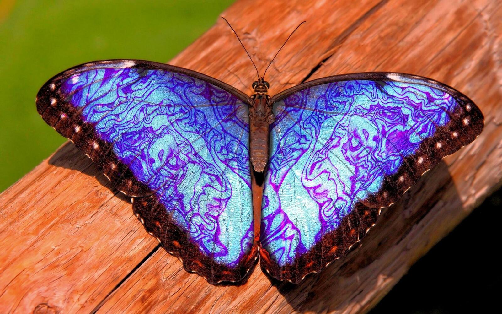 免费照片一幅长着紫色翅膀的蝴蝶图。