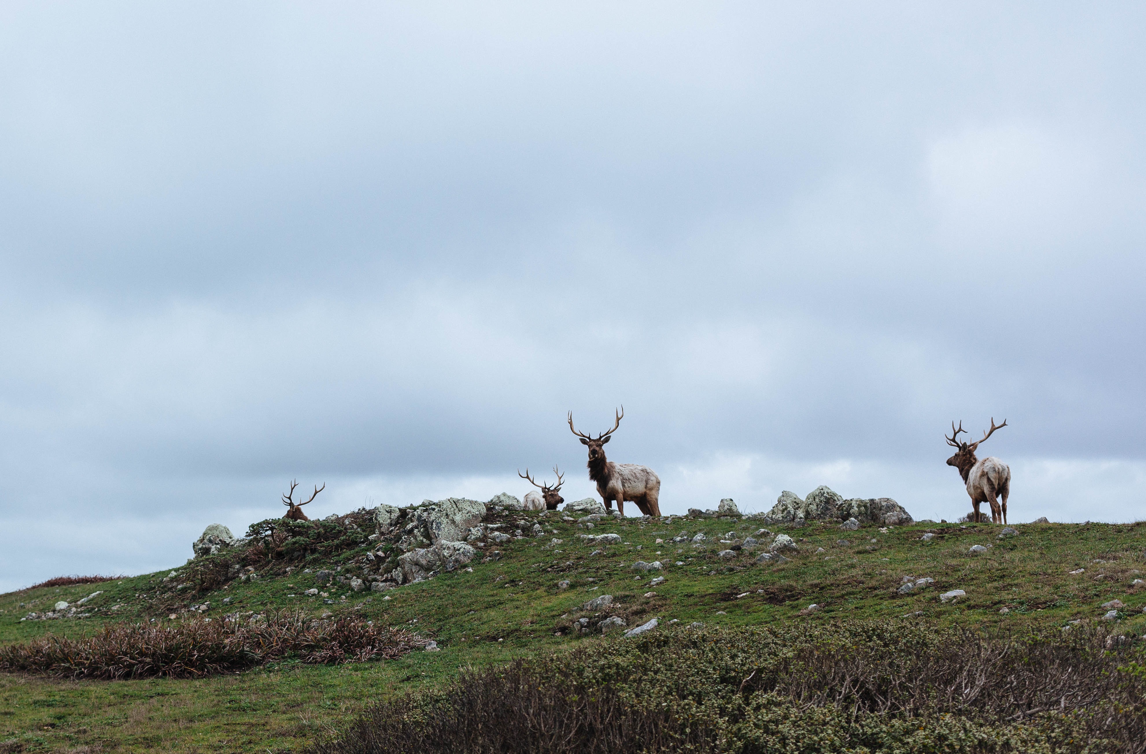 Horned deer graze in the steppe on a hill