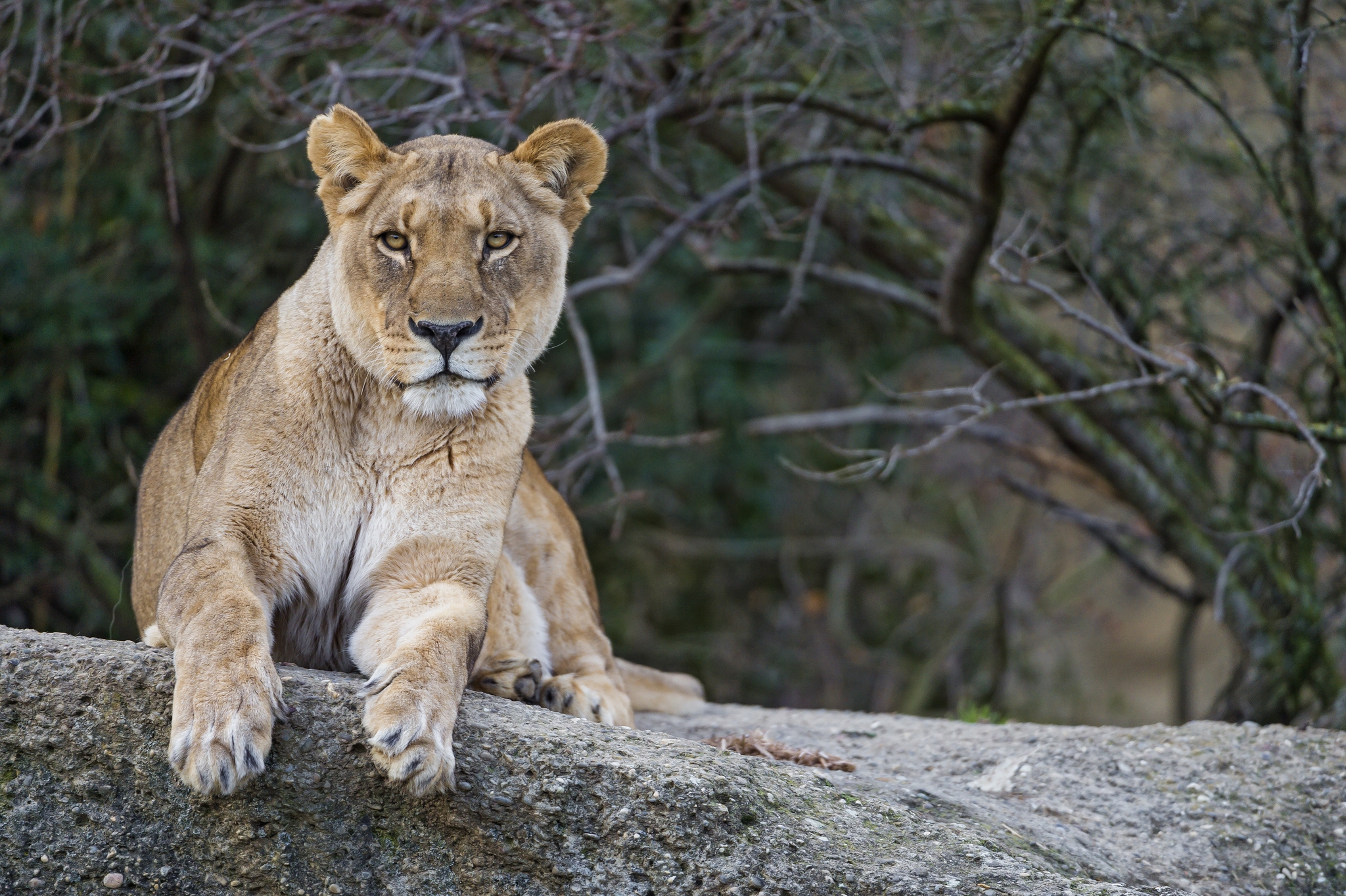 A lioness rests on a rock and looks up at the photographer