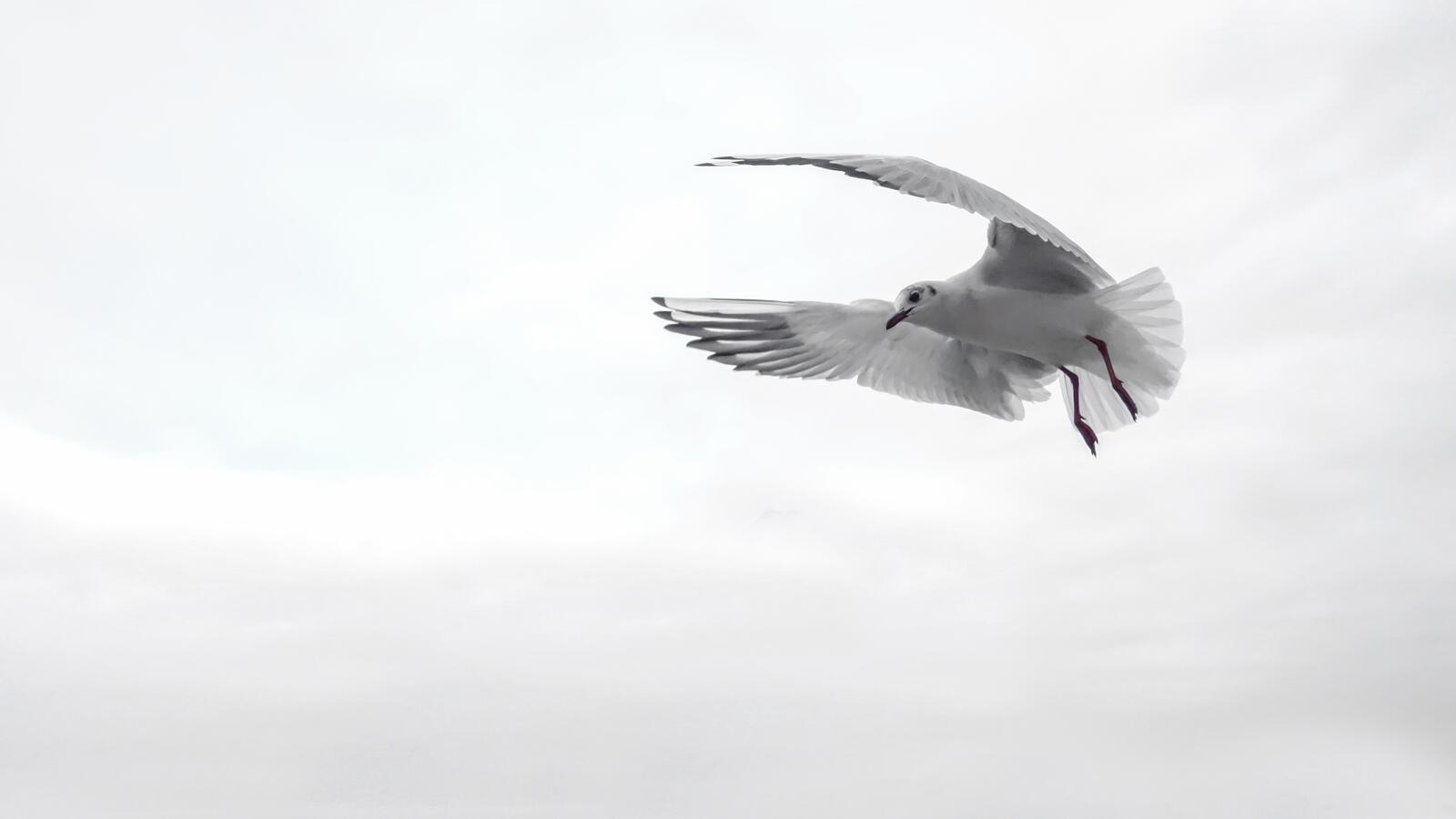 Бесплатное фото Белый голубь