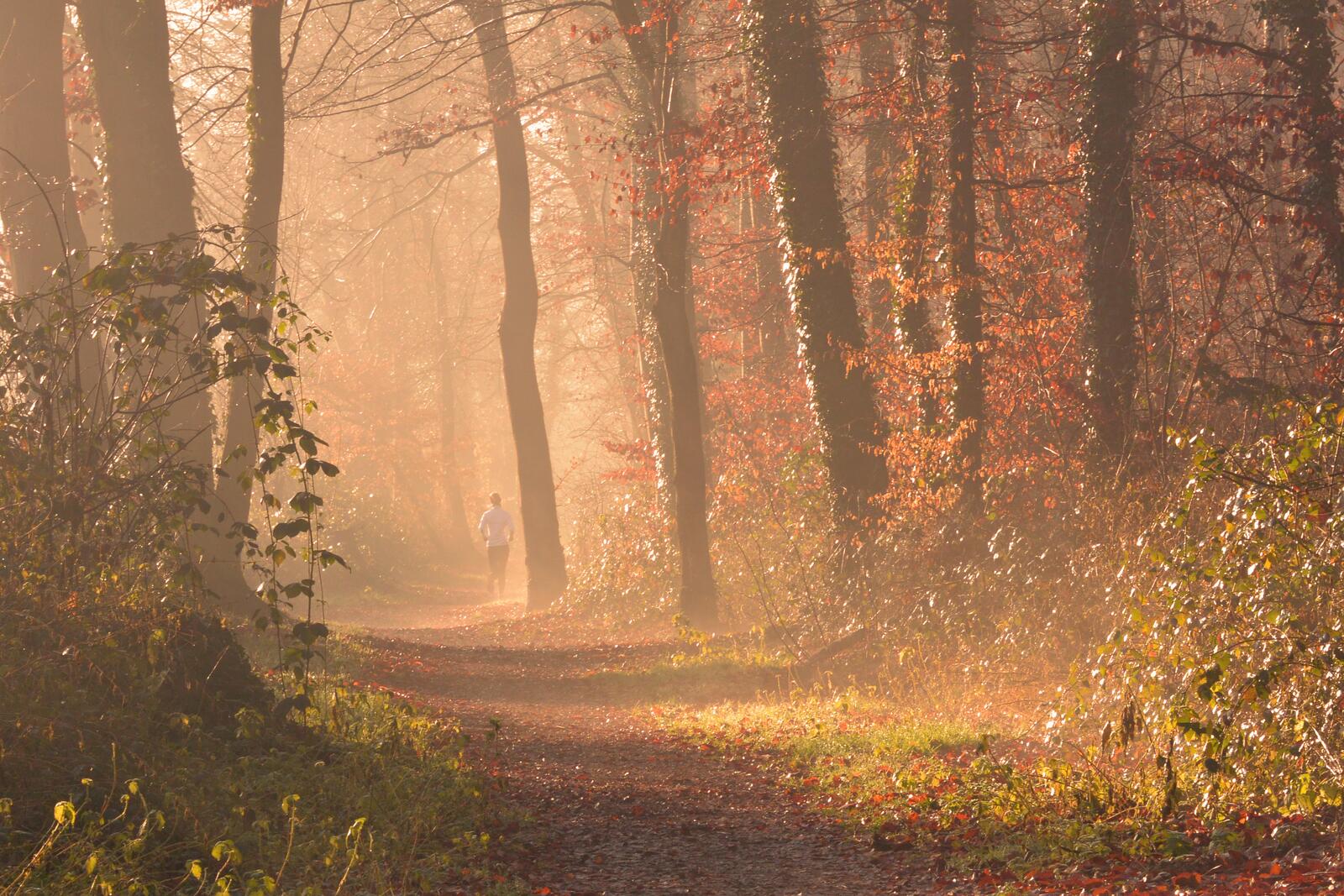 Бесплатное фото Туманный осенний лес