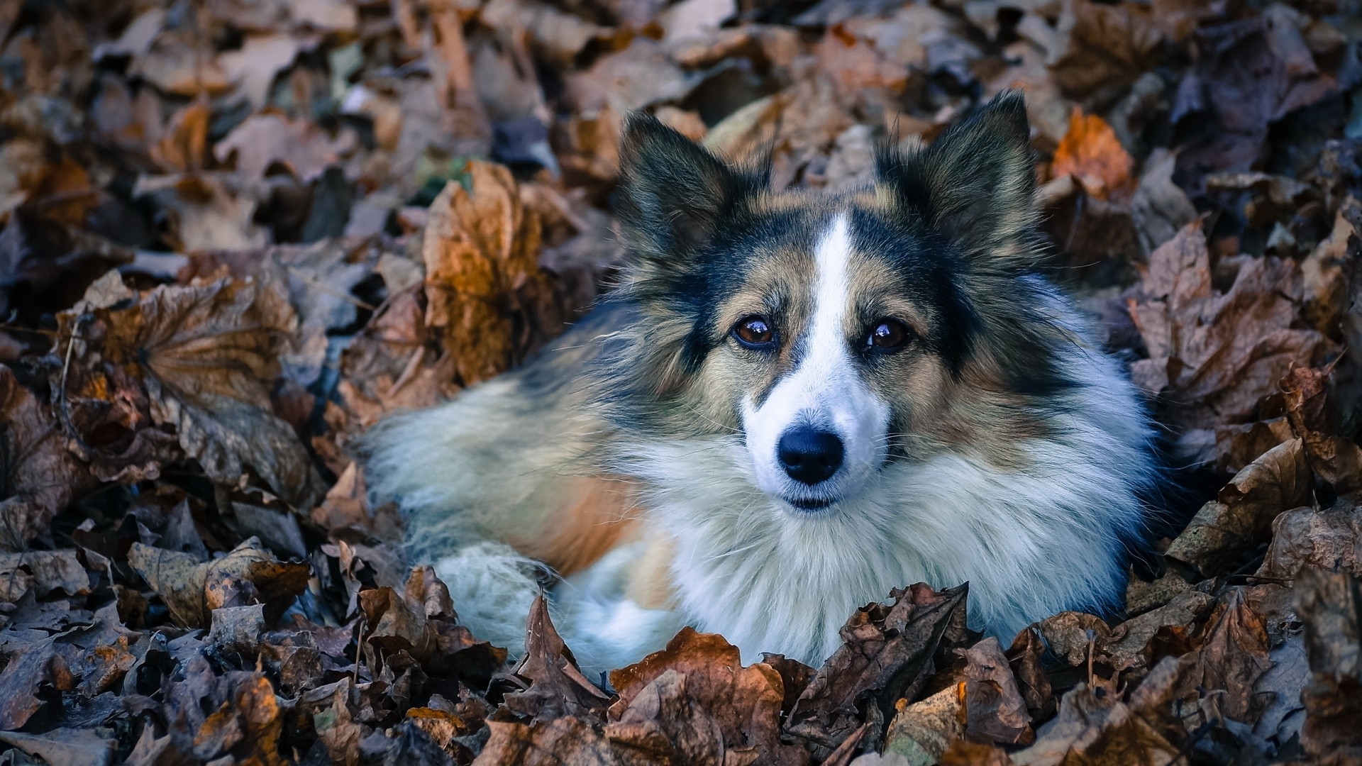 The dog is lying in dry leaves.