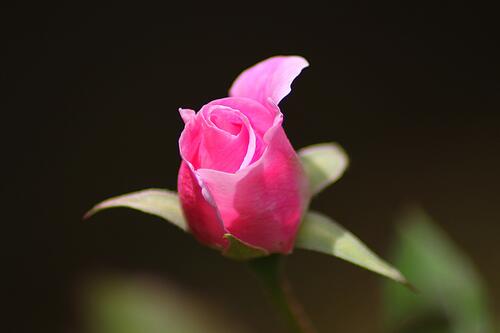 A young pink rosebud