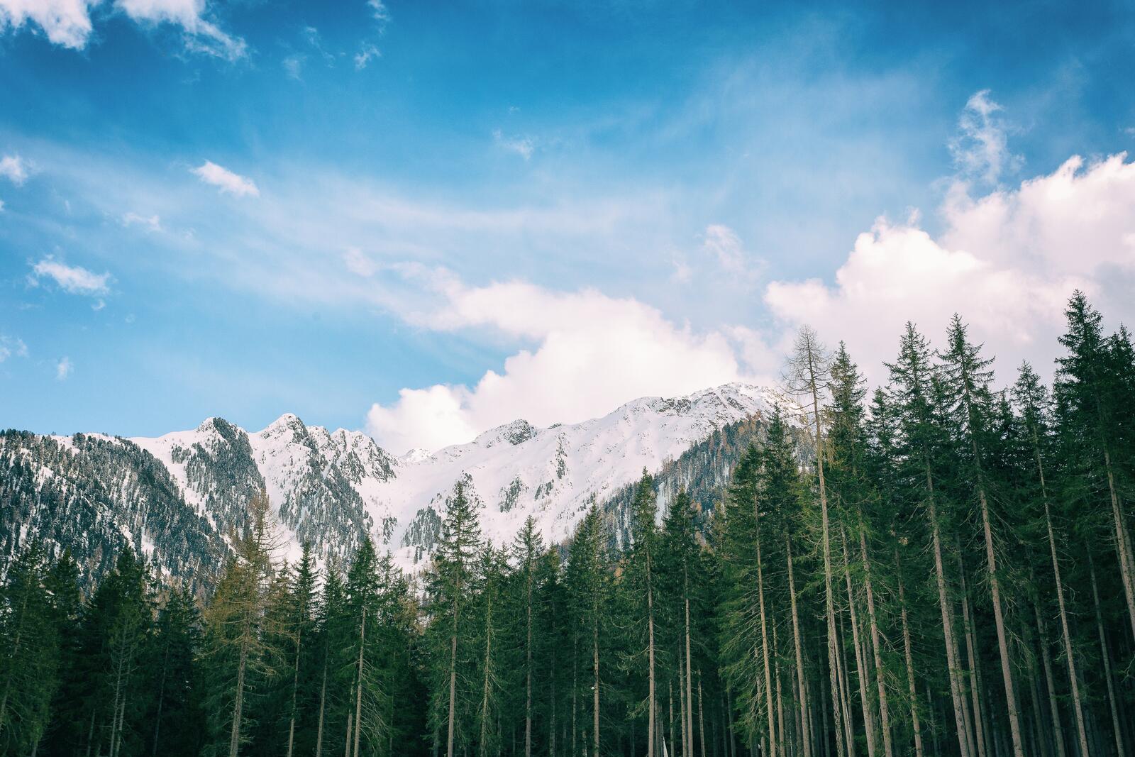 Бесплатное фото Хвойный лес у подножья гор