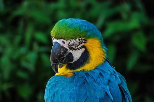 Попугай ара с голубыми перьями
