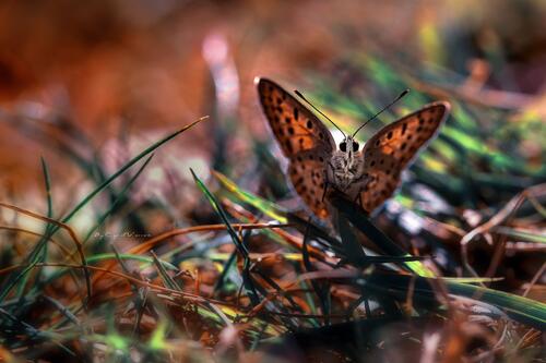 Cute butterfly