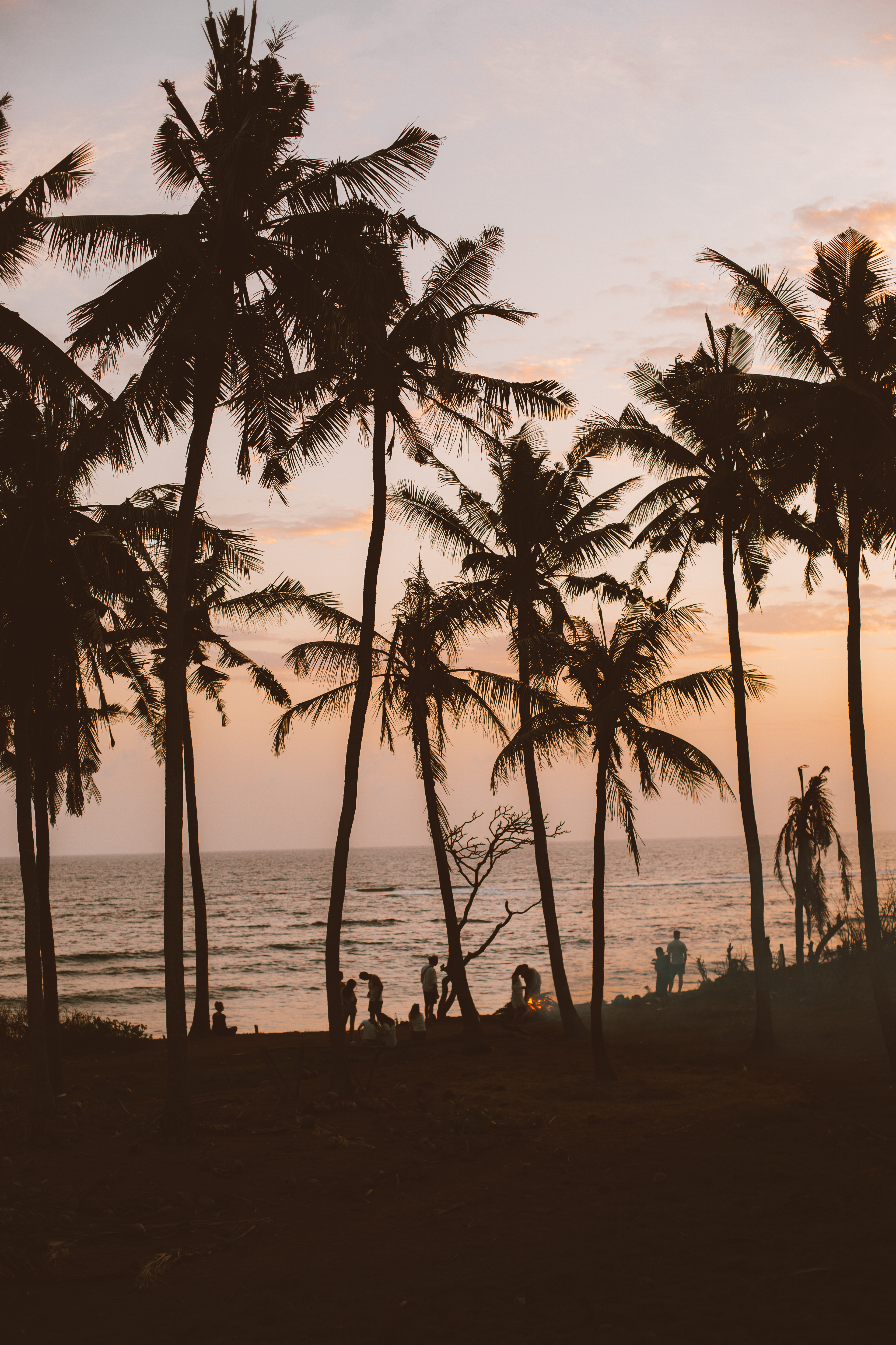 日落时分海边的棕榈树剪影