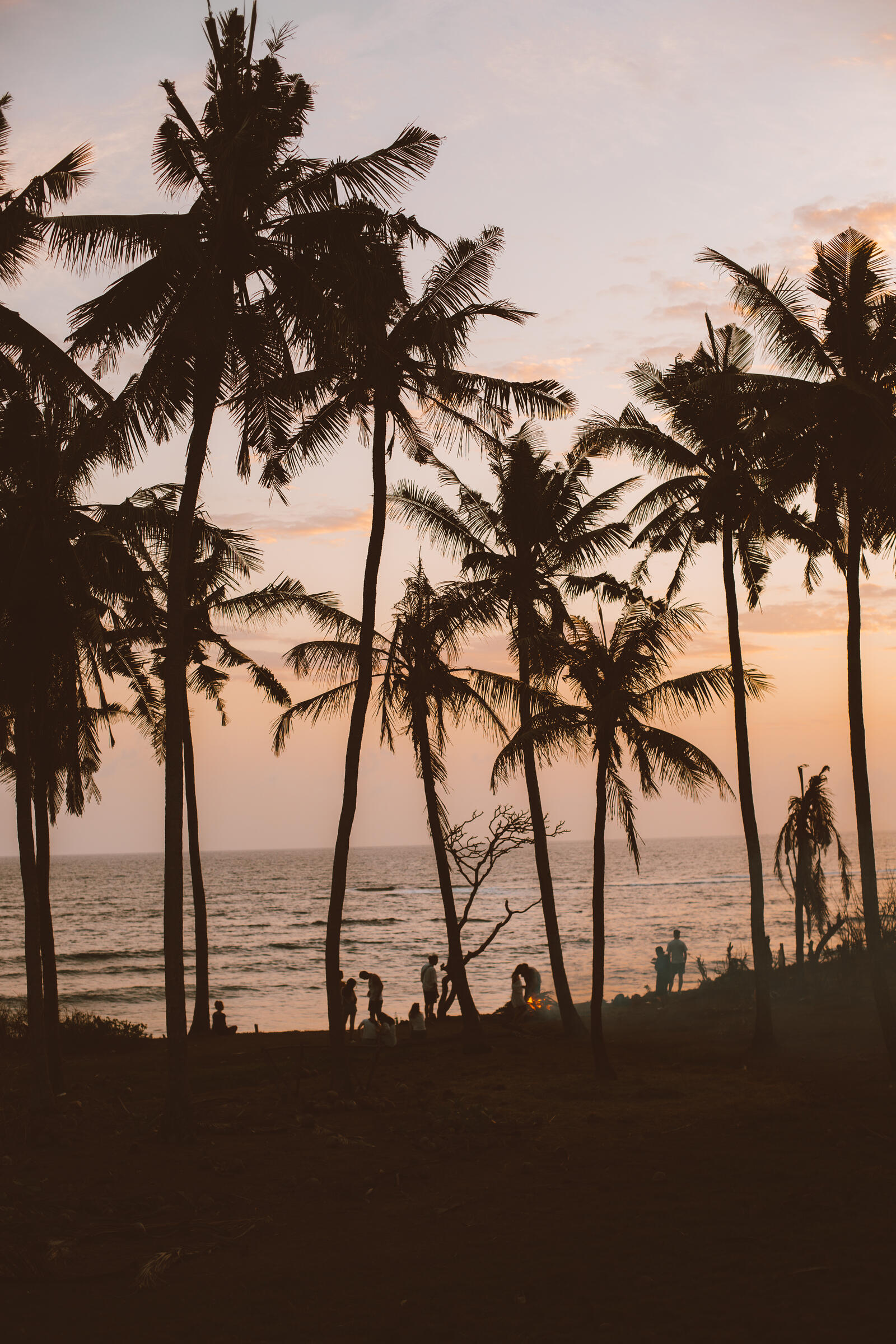 Бесплатное фото Силуэт пальмовых деревьев у берега моря на закате