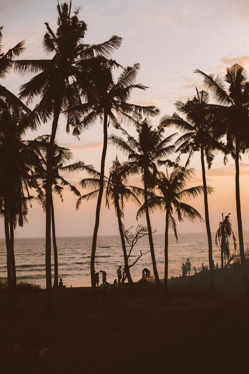 Силуэт пальмовых деревьев у берега моря на закате