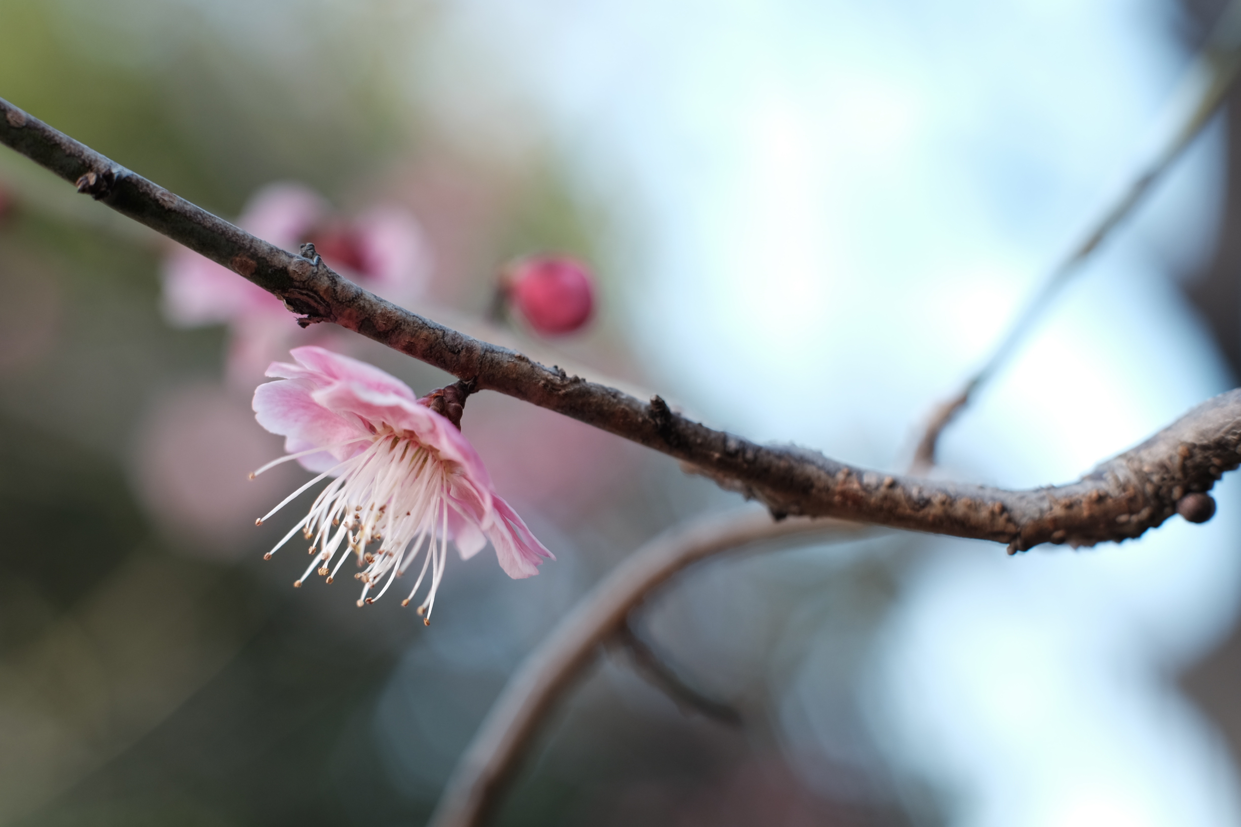 Free photo A pink flower growing in early spring on a tree branch