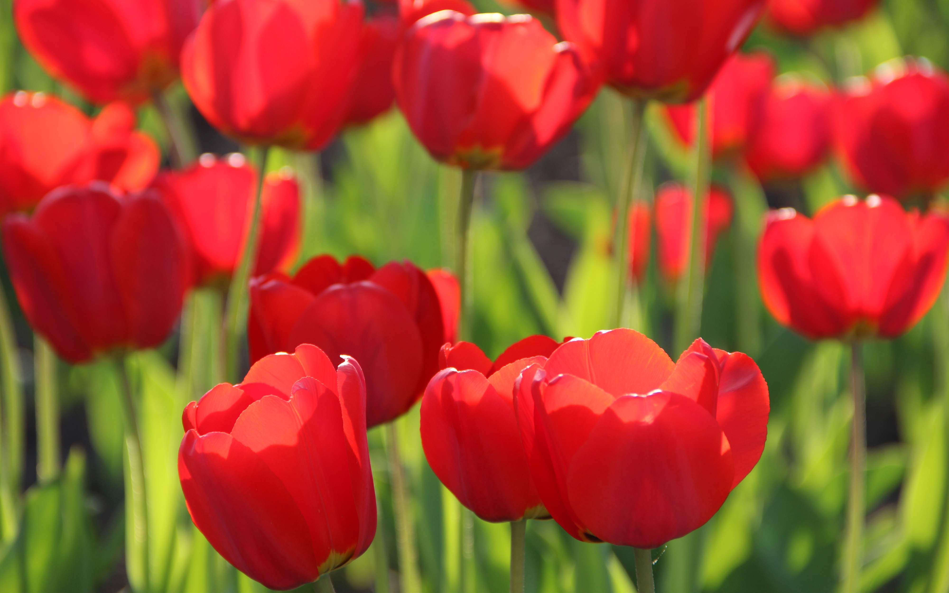 Free photo A field of red tulips