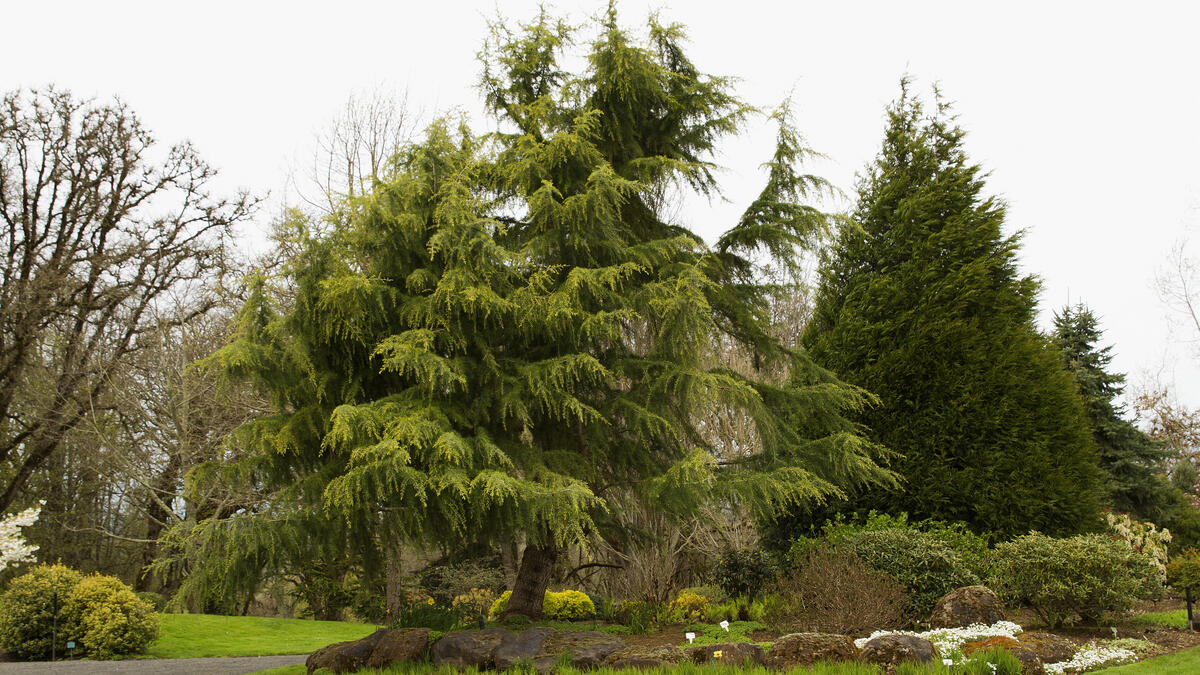 Парк с зелеными деревьями в США Орегон