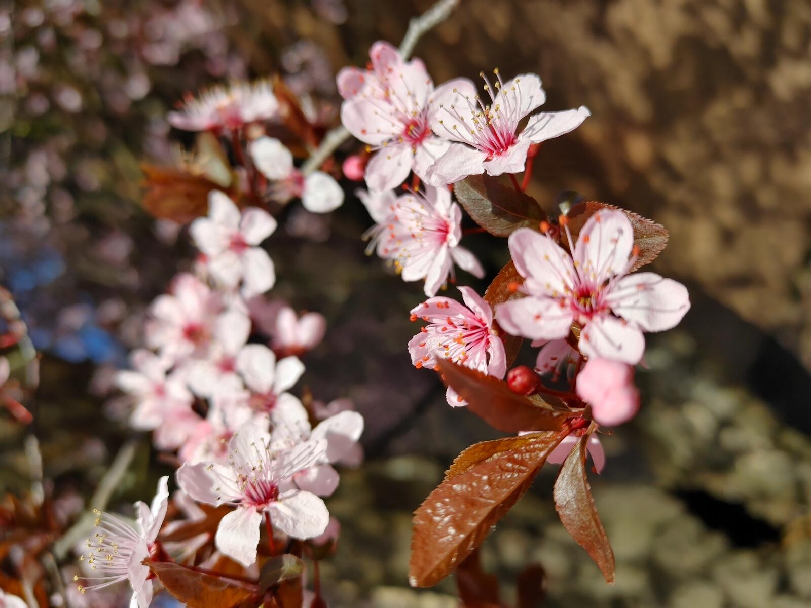 Free photo Cherry Blossom Wallpaper