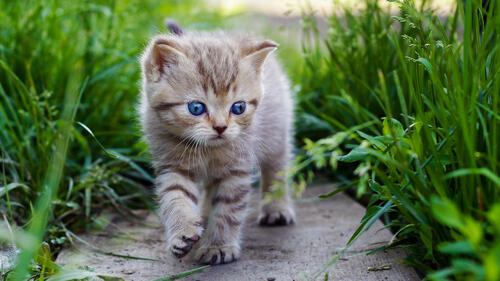 A kitten with blue eyes on a walk.