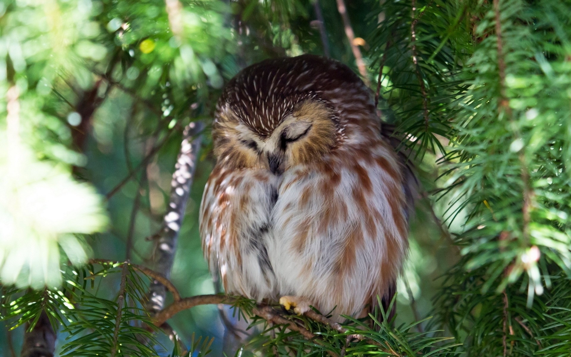 Спящая сова на ветке хвойного дерева