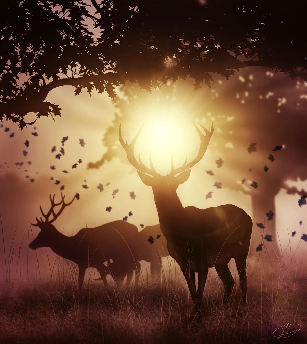 Silhouette of a deer in the sunlight