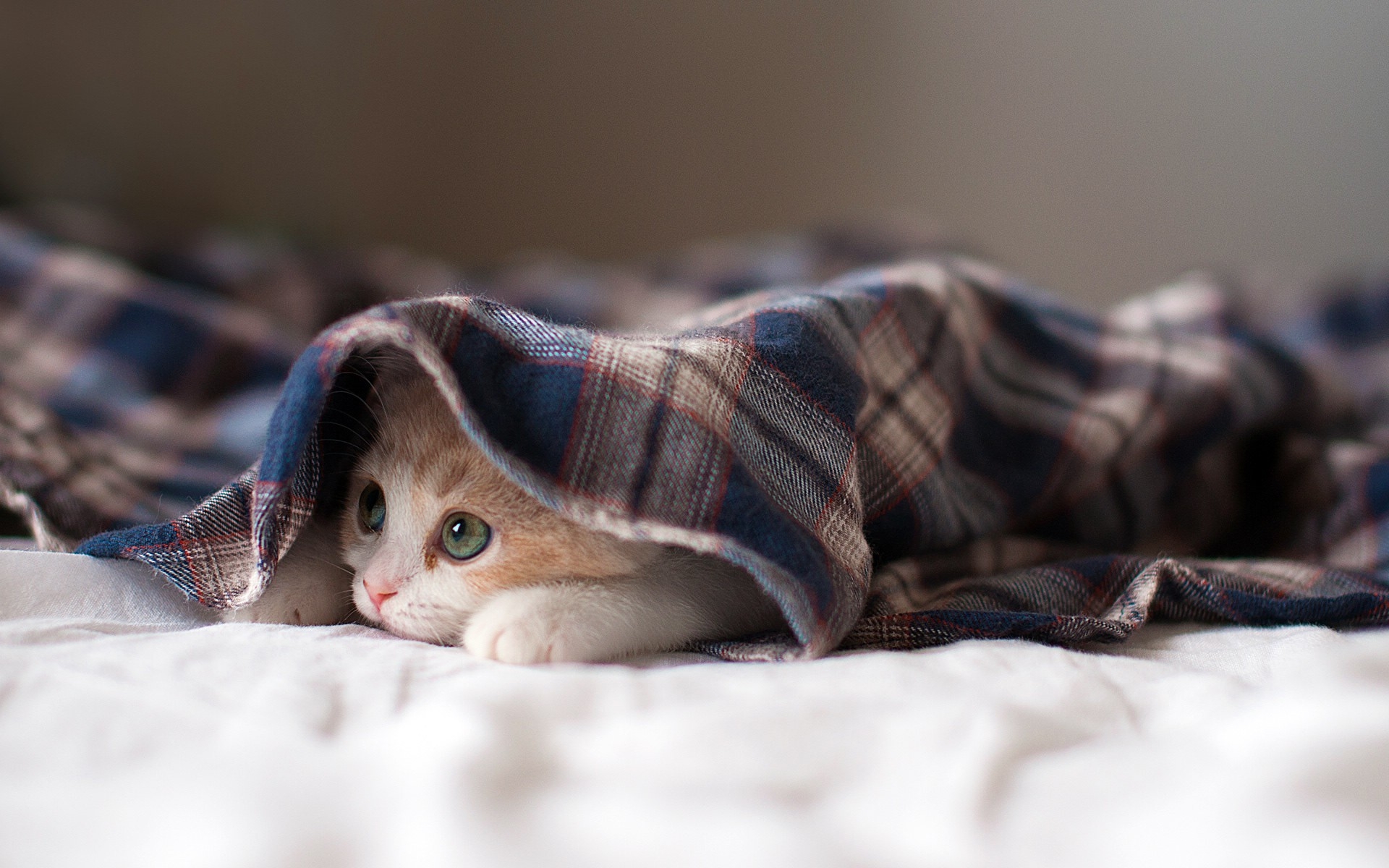 Free photo A kitten hiding under the covers