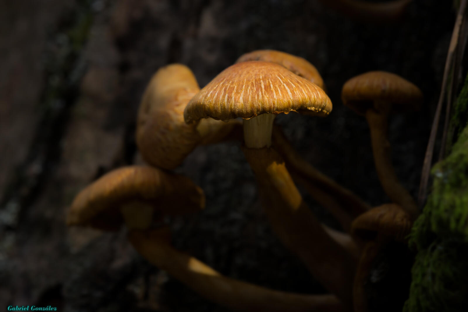 Wallpapers nature mushroom fauna on the desktop