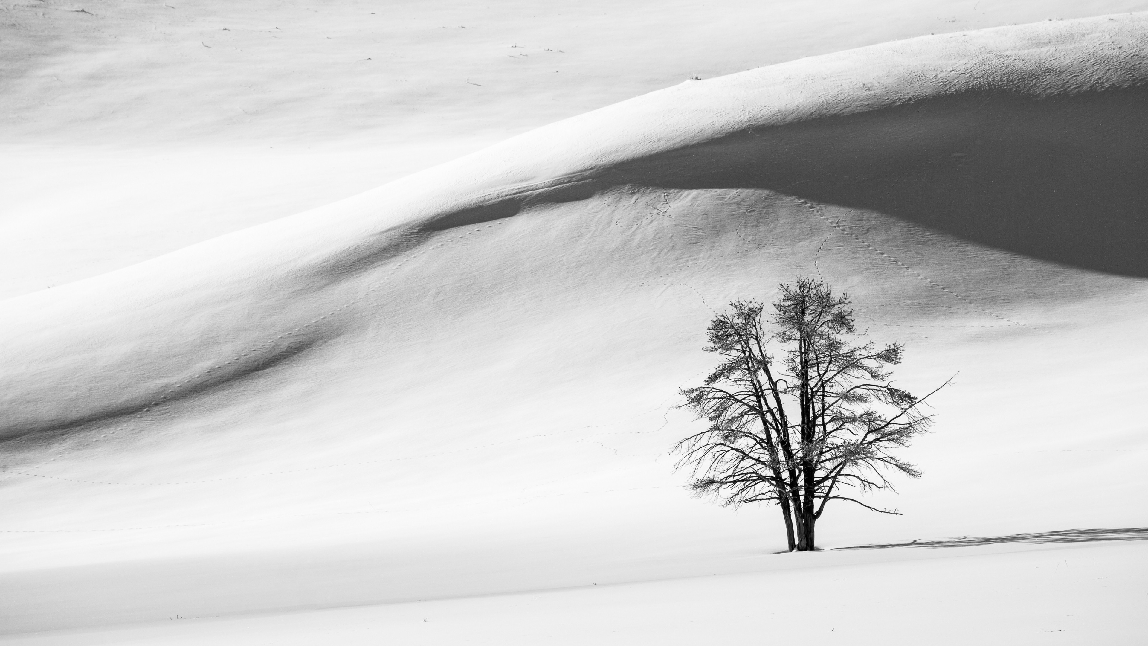 A lone tree in the middle of a steppe of deep snowdrifts.