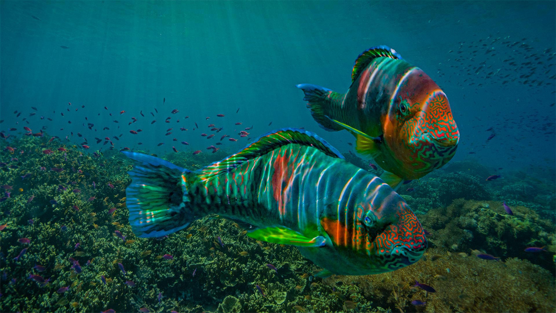 Бесплатное фото Рыбы плавают по дну океана