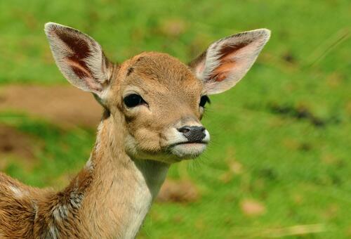 A close-up of a white-tailed deer.