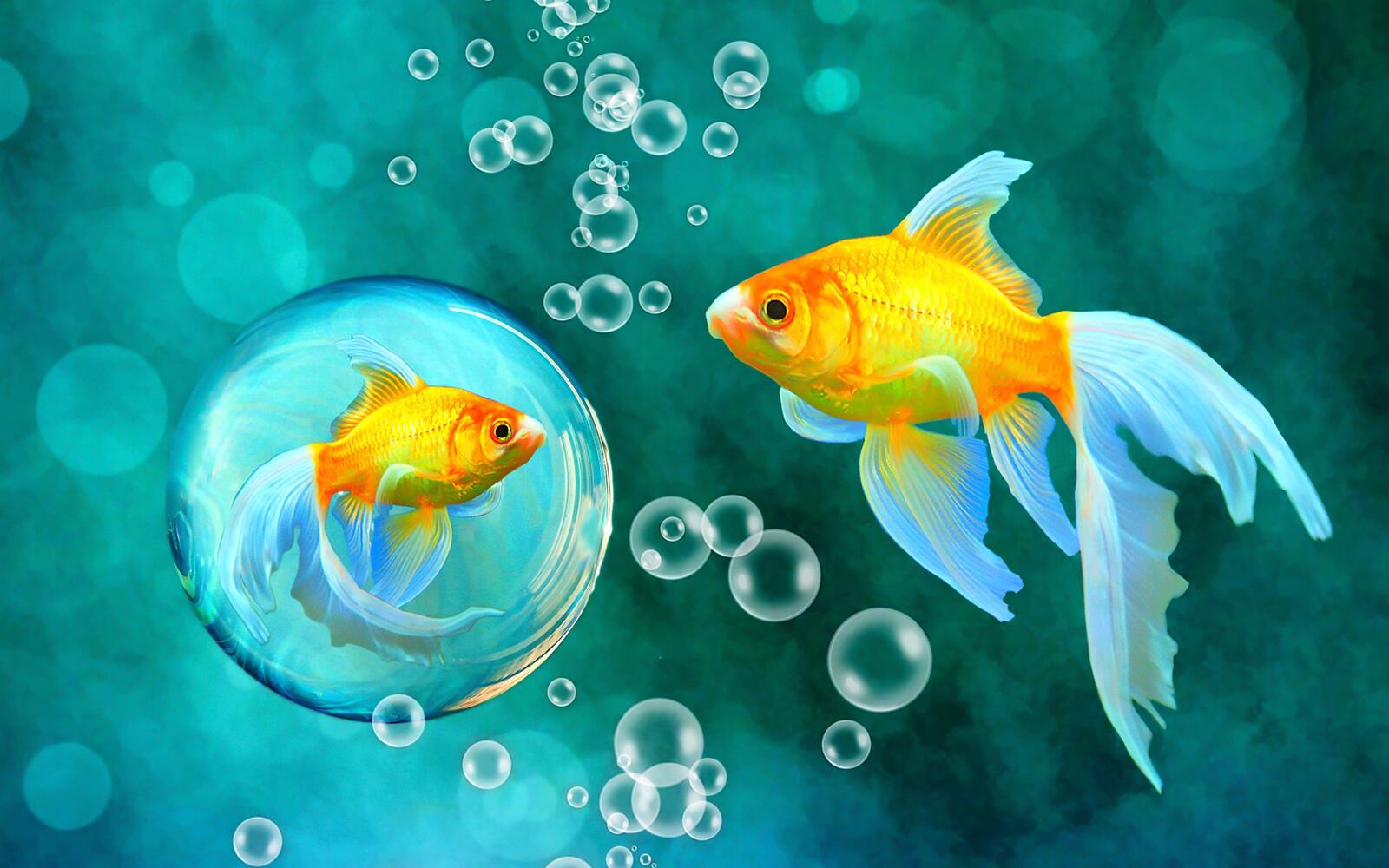 Wallpapers bubbles wallpaper goldfish unterwater on the desktop