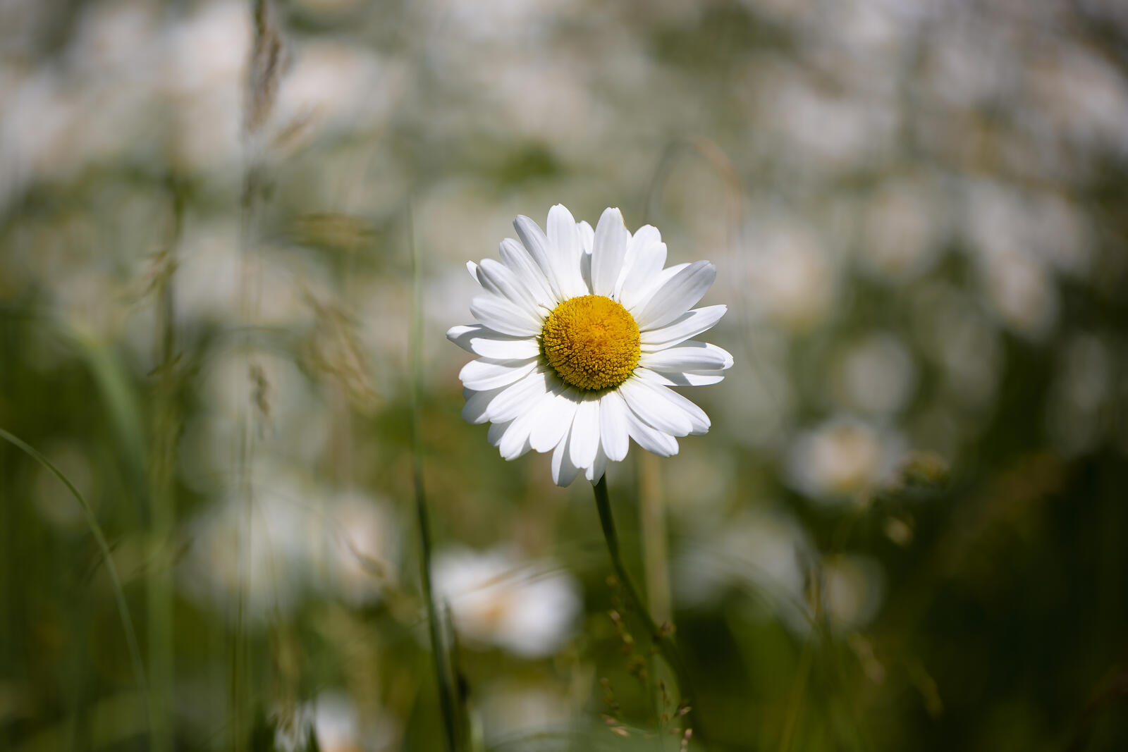 Бесплатное фото Цветок белой ромашки