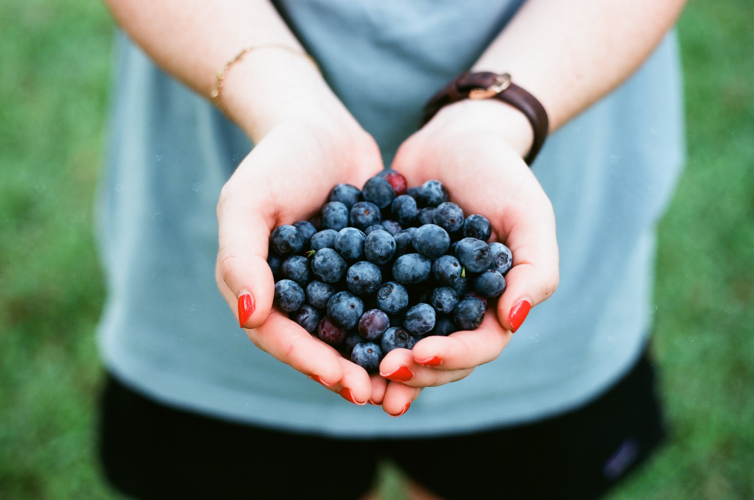 免费照片满满两手成熟的蓝莓