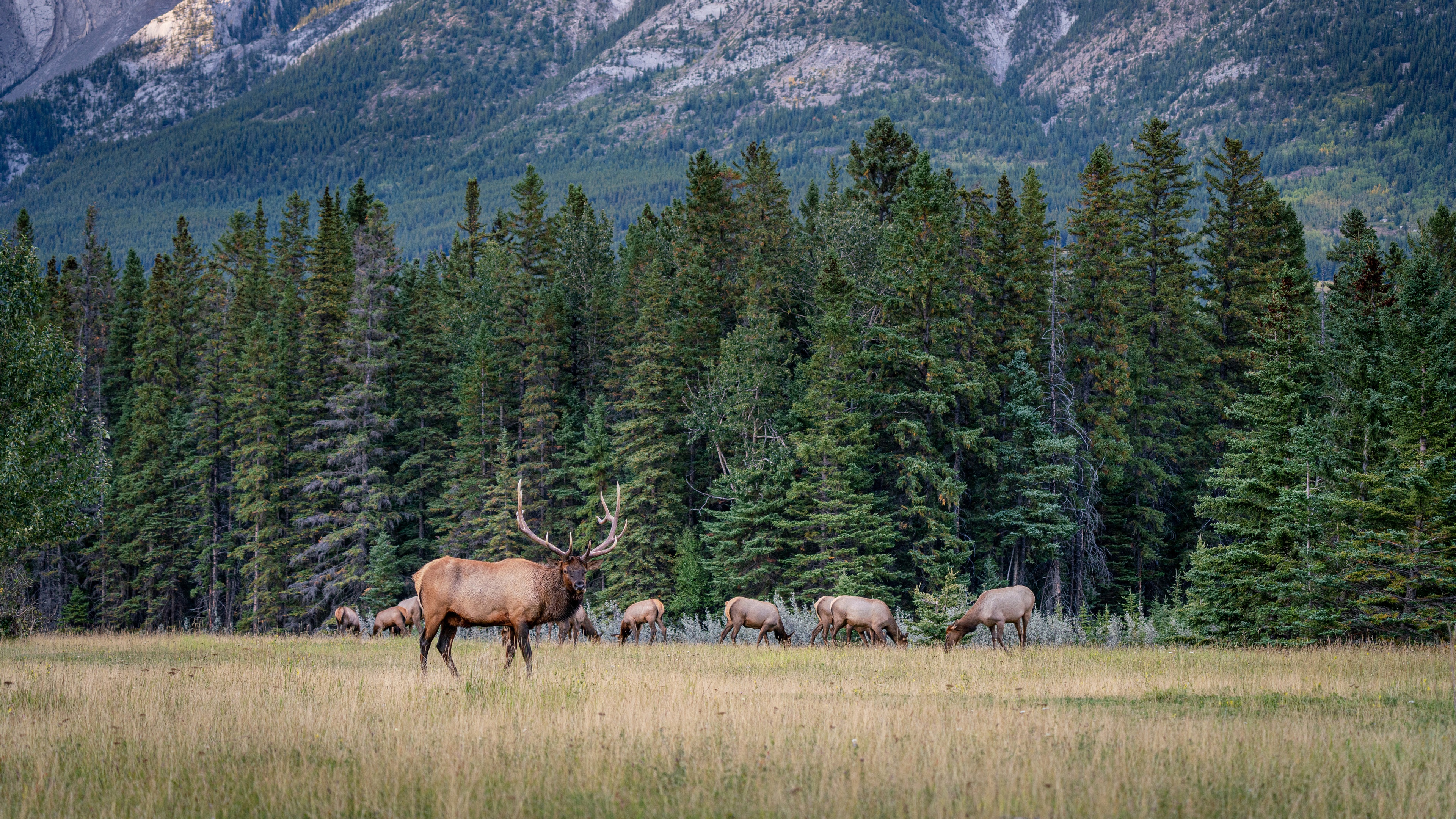 Free photo Deer walk in a field near a spruce forest near the mountains
