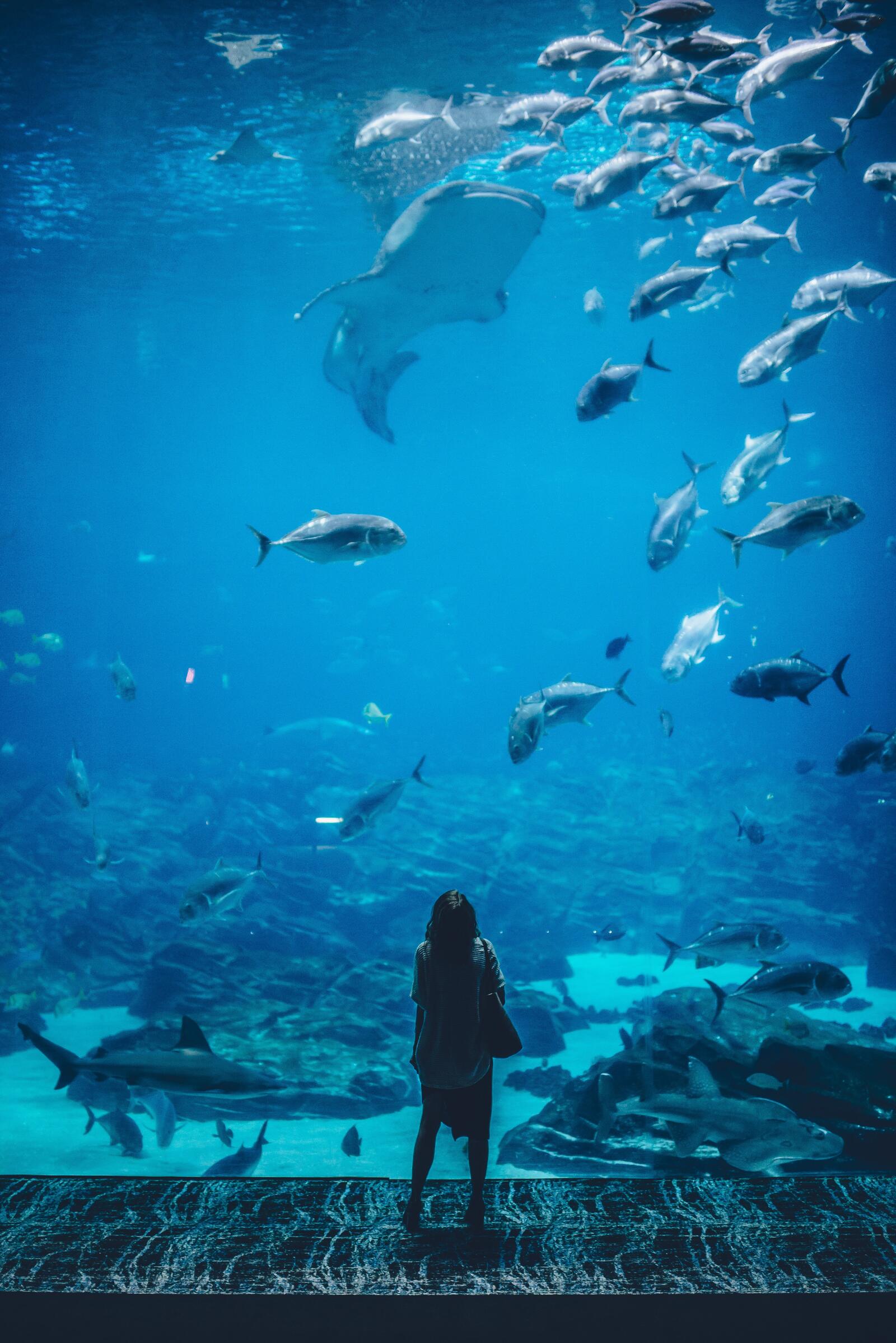 Бесплатное фото Девушка в самом большом аквариуме в мире