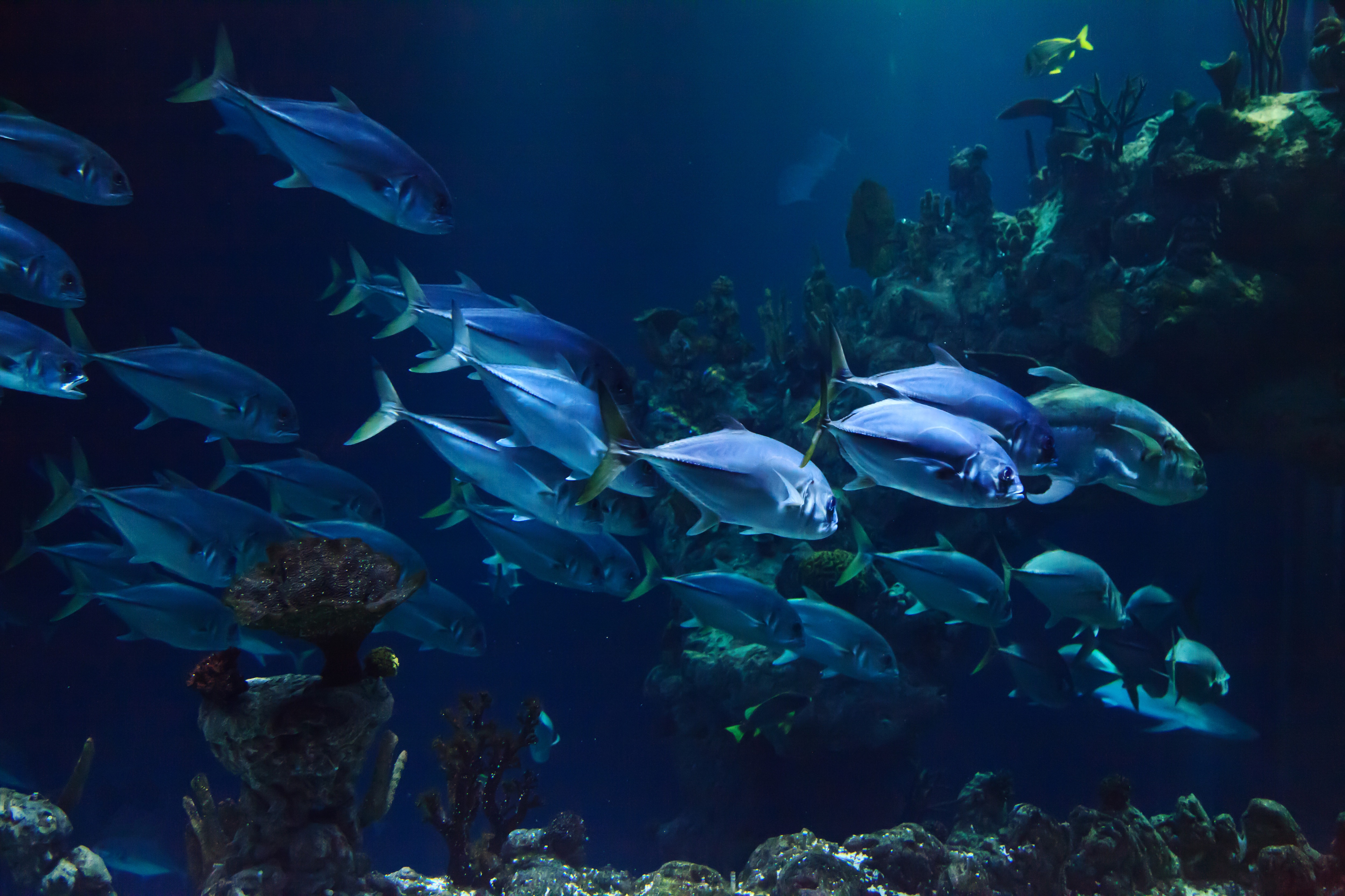 Бесплатное фото Морские рыбки плавают у дна моря