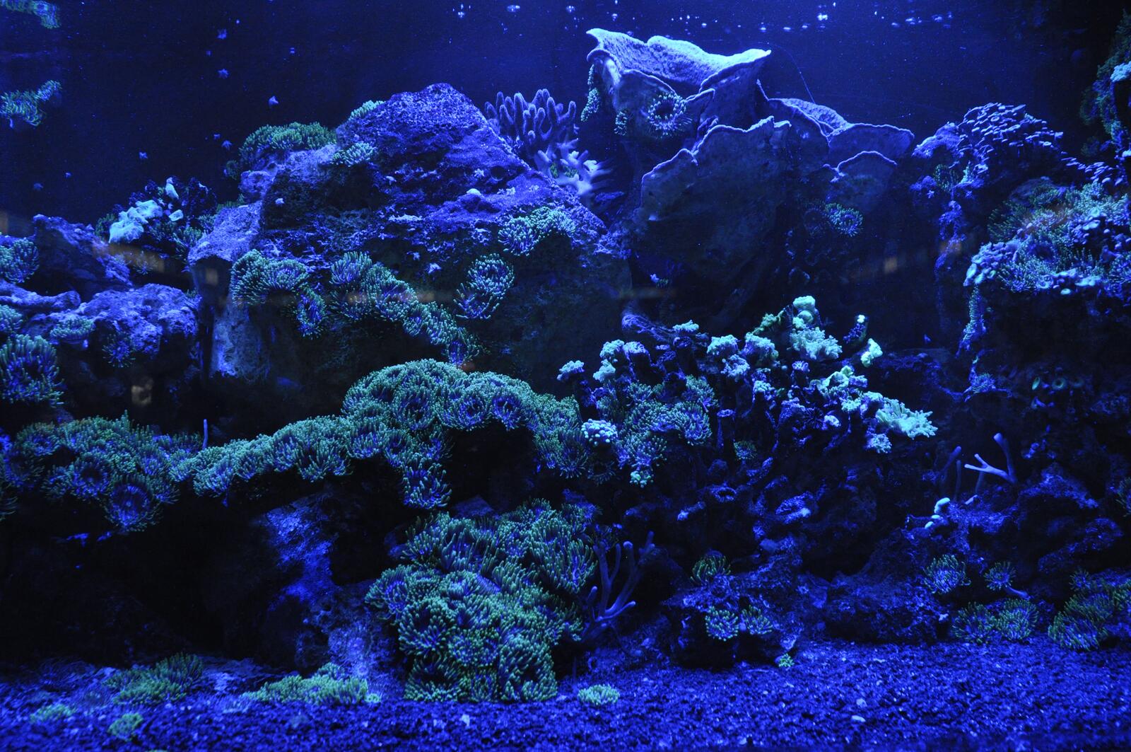 Бесплатное фото Коралловый риф неоновым цветок