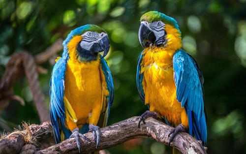 Two parrots with blue wings sitting on a tree branch