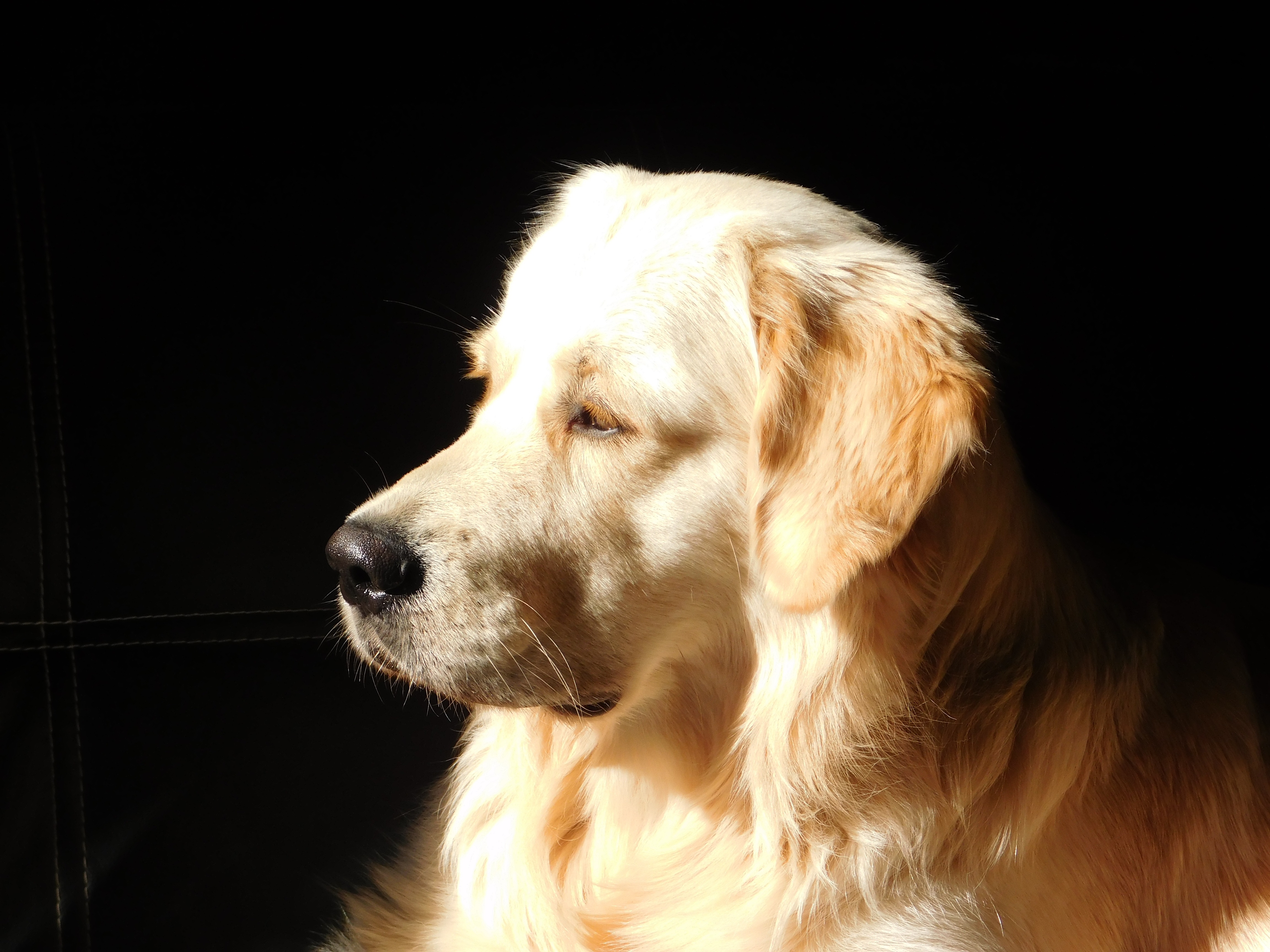 Фото обои золотой ретривер, щенок, вид в профиль, собаки - бесплатные картинки на Fonwall