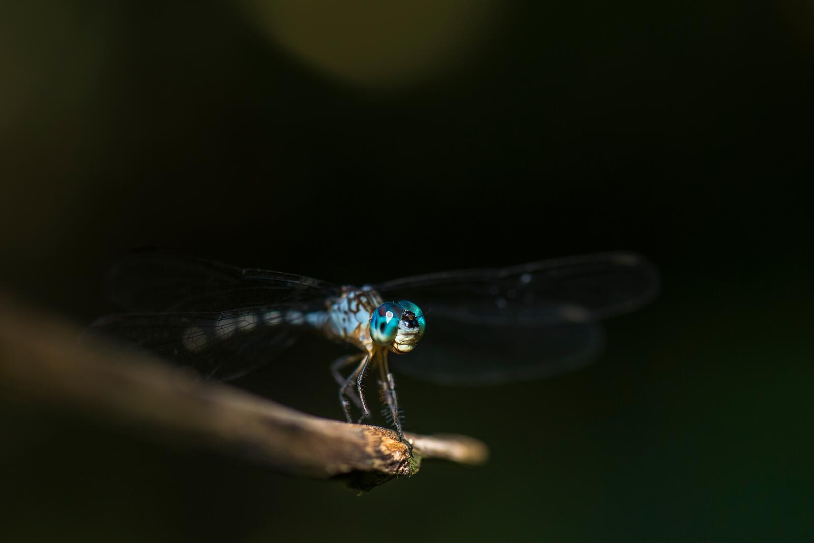 Free photo Close-up of a dragonfly sitting on a branch