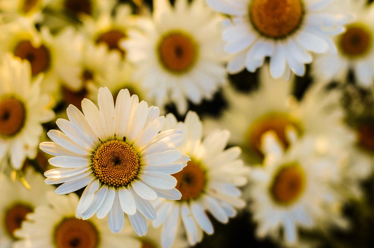 White daisy petals