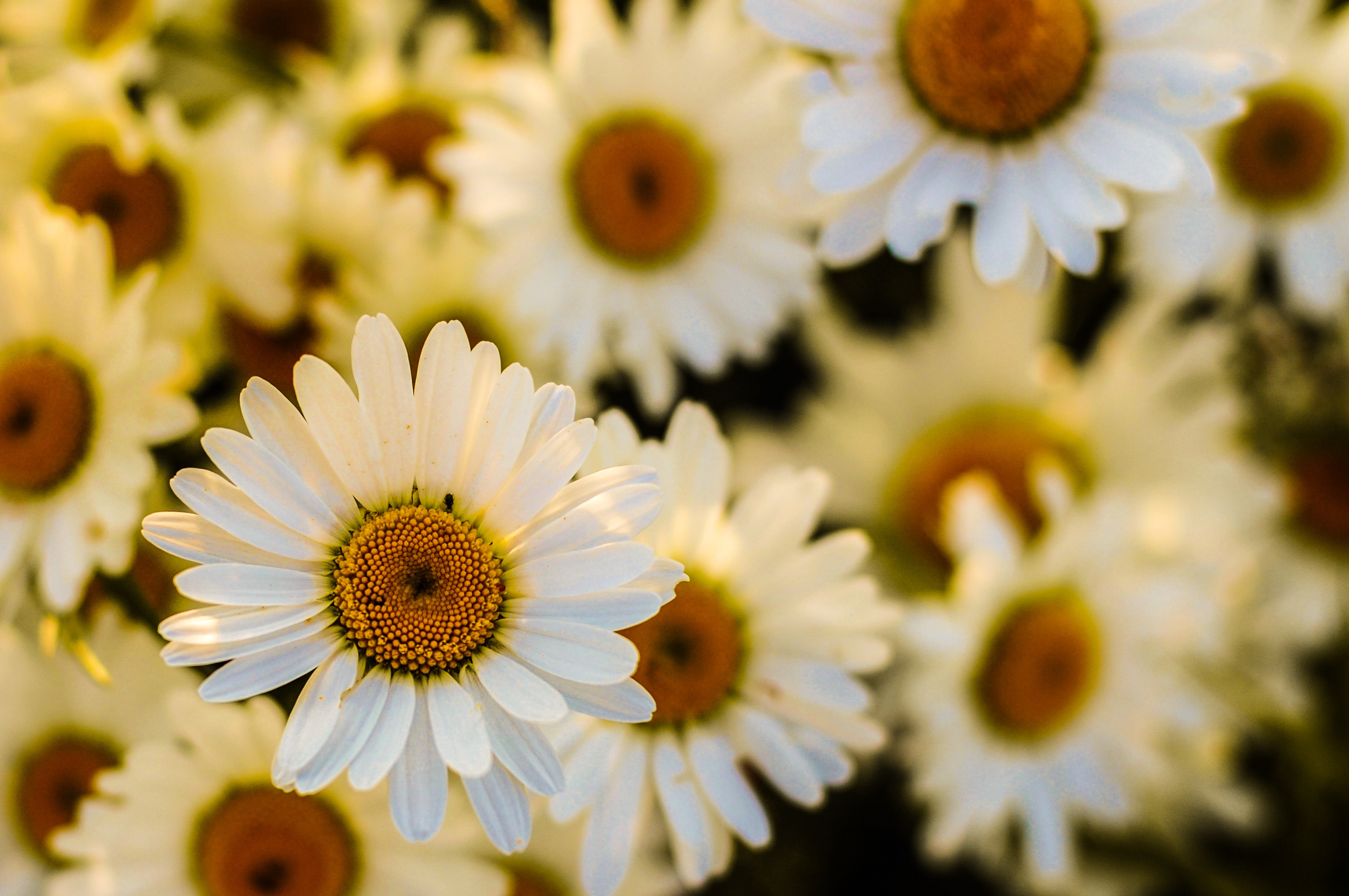 Free photo White daisy petals