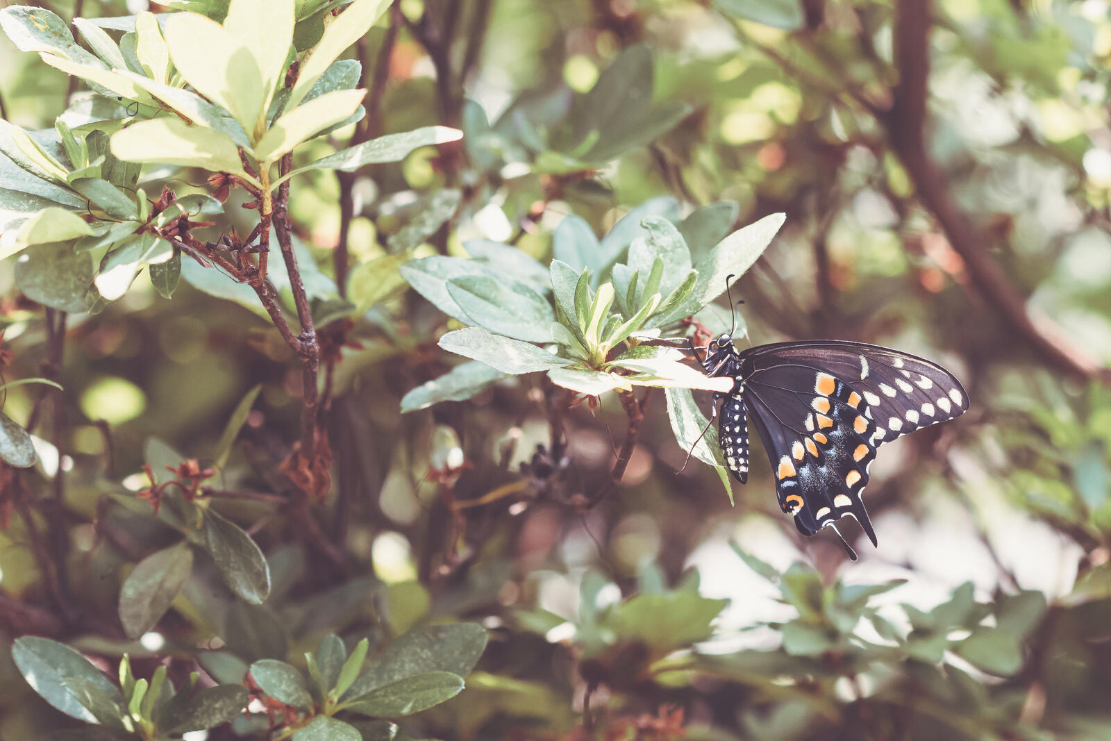 免费照片一只黑蝴蝶坐在树枝上