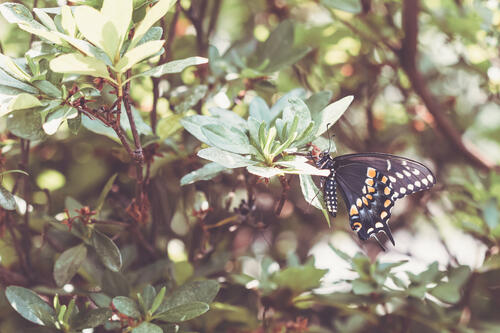A black butterfly sits on a twig