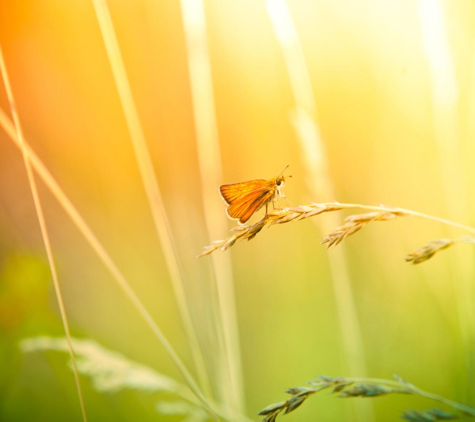 Бесплатное фото Бабочка под солнечным светом