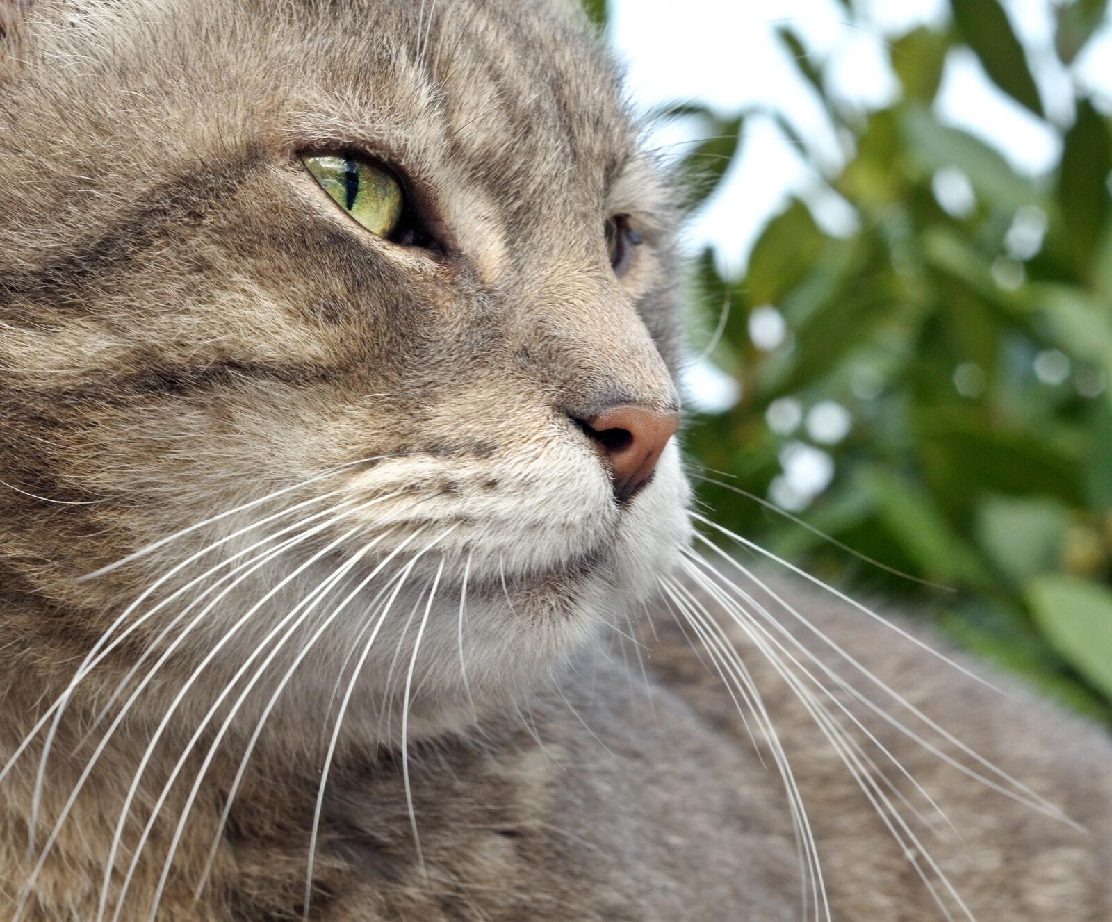Free photo Close-up of a striped cat`s face