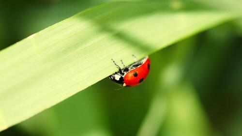 A ladybug crawls on a green blade of grass.