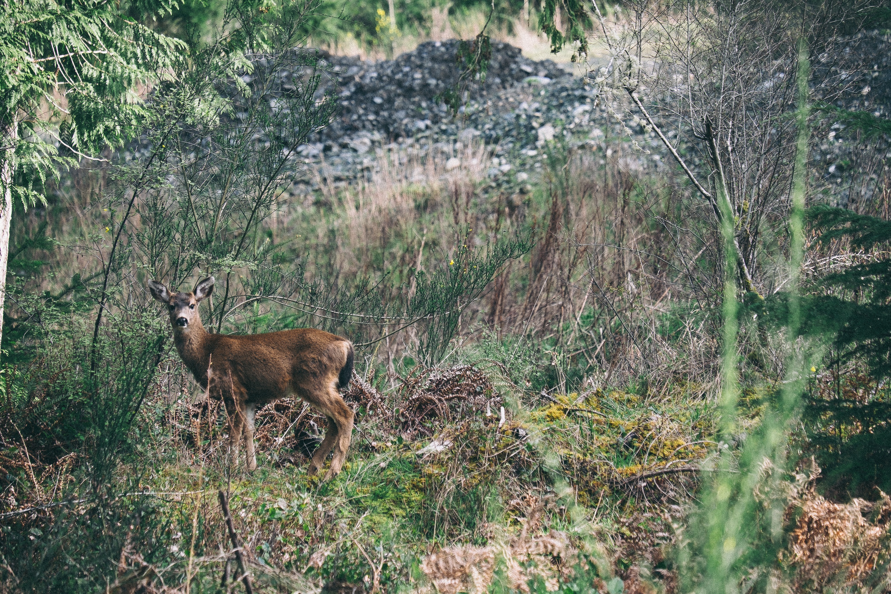 Бесплатное фото Молодой олень смотрит на охотника