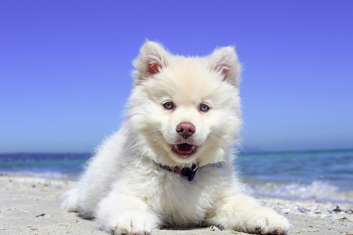 白色皮毛的德国斯皮茨克莱因犬。