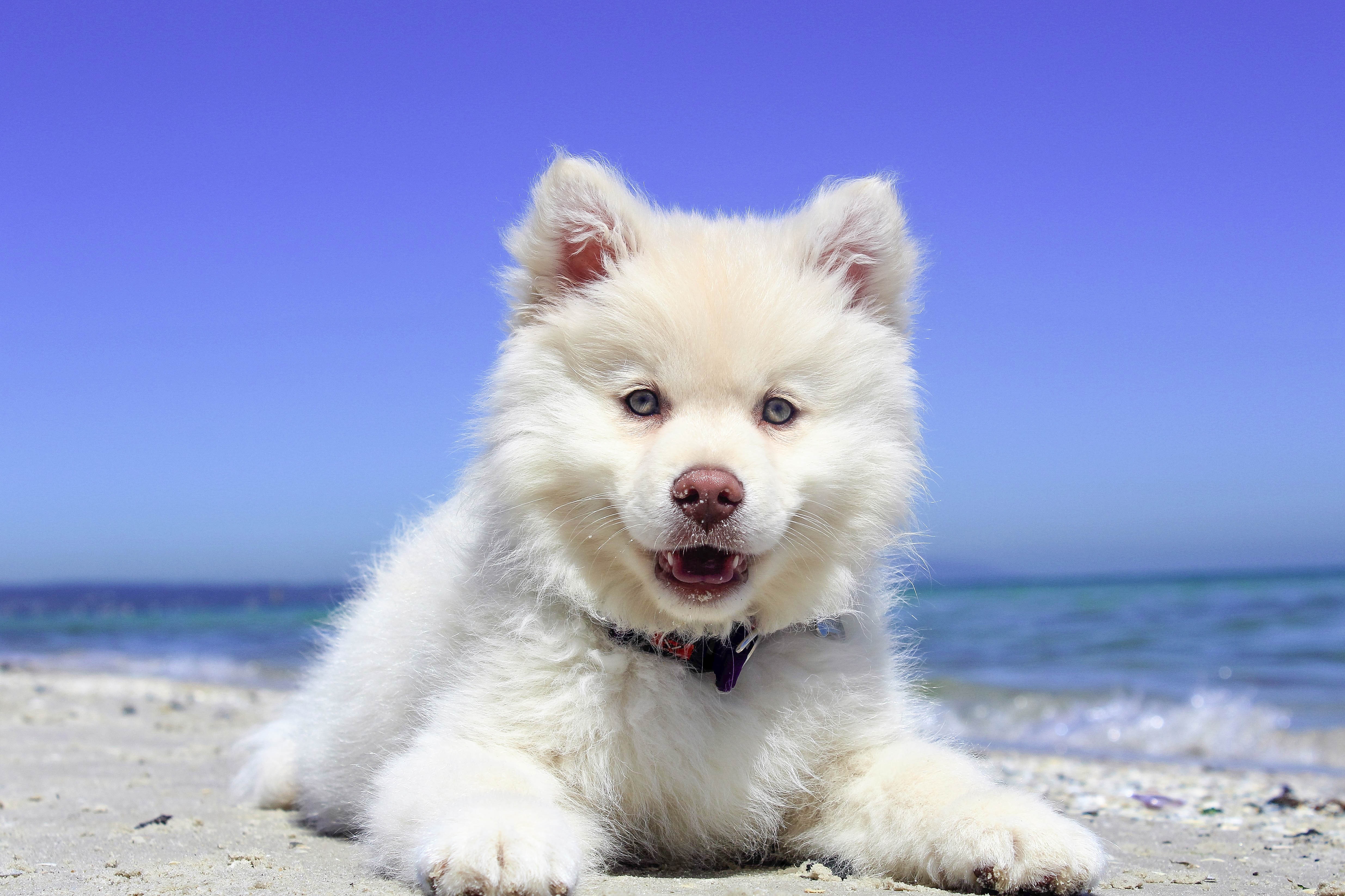 免费照片白色皮毛的德国斯皮茨克莱因犬。