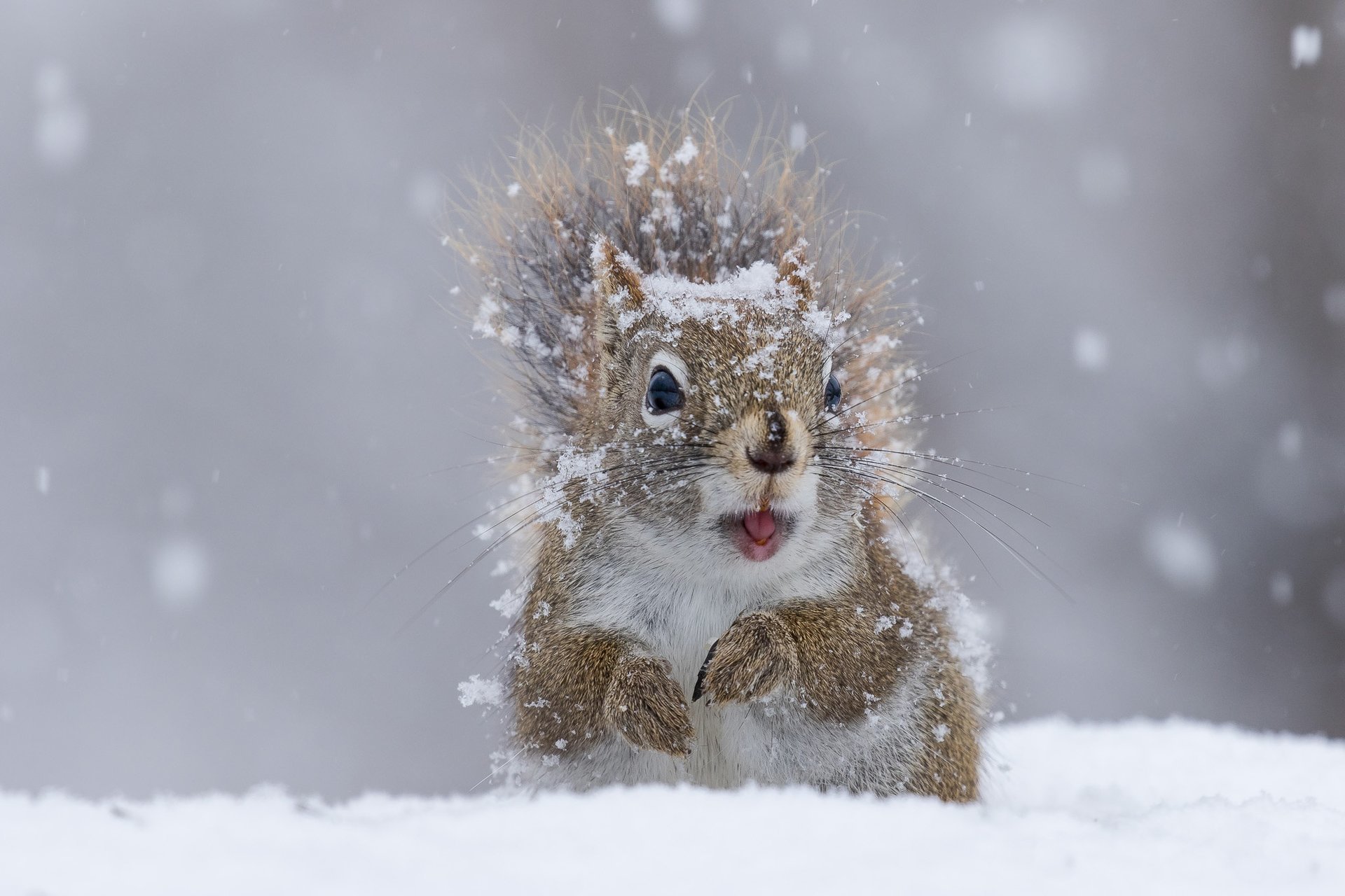 松鼠看到下雪很开心。