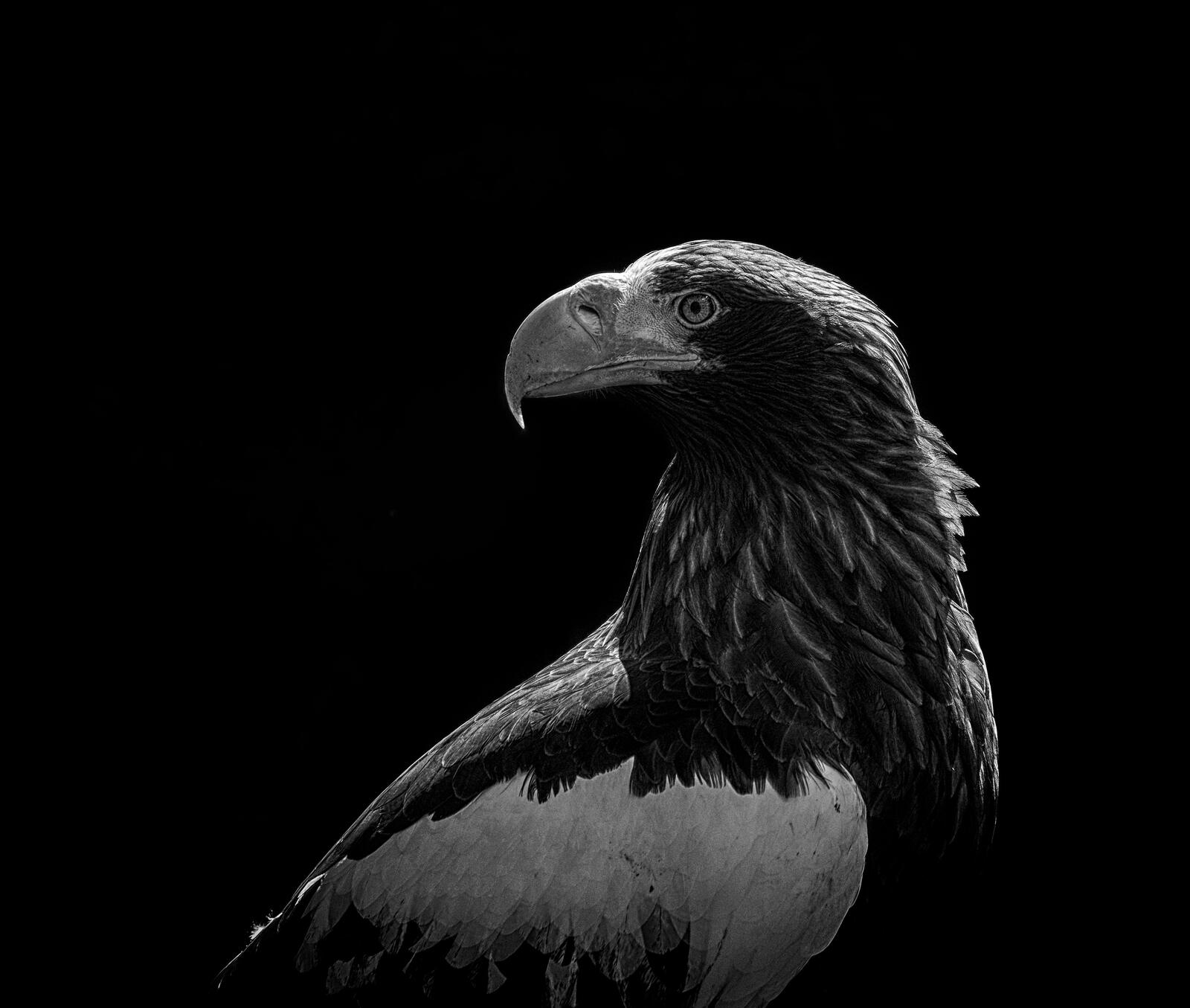 Free photo An eagle in a monochrome photo