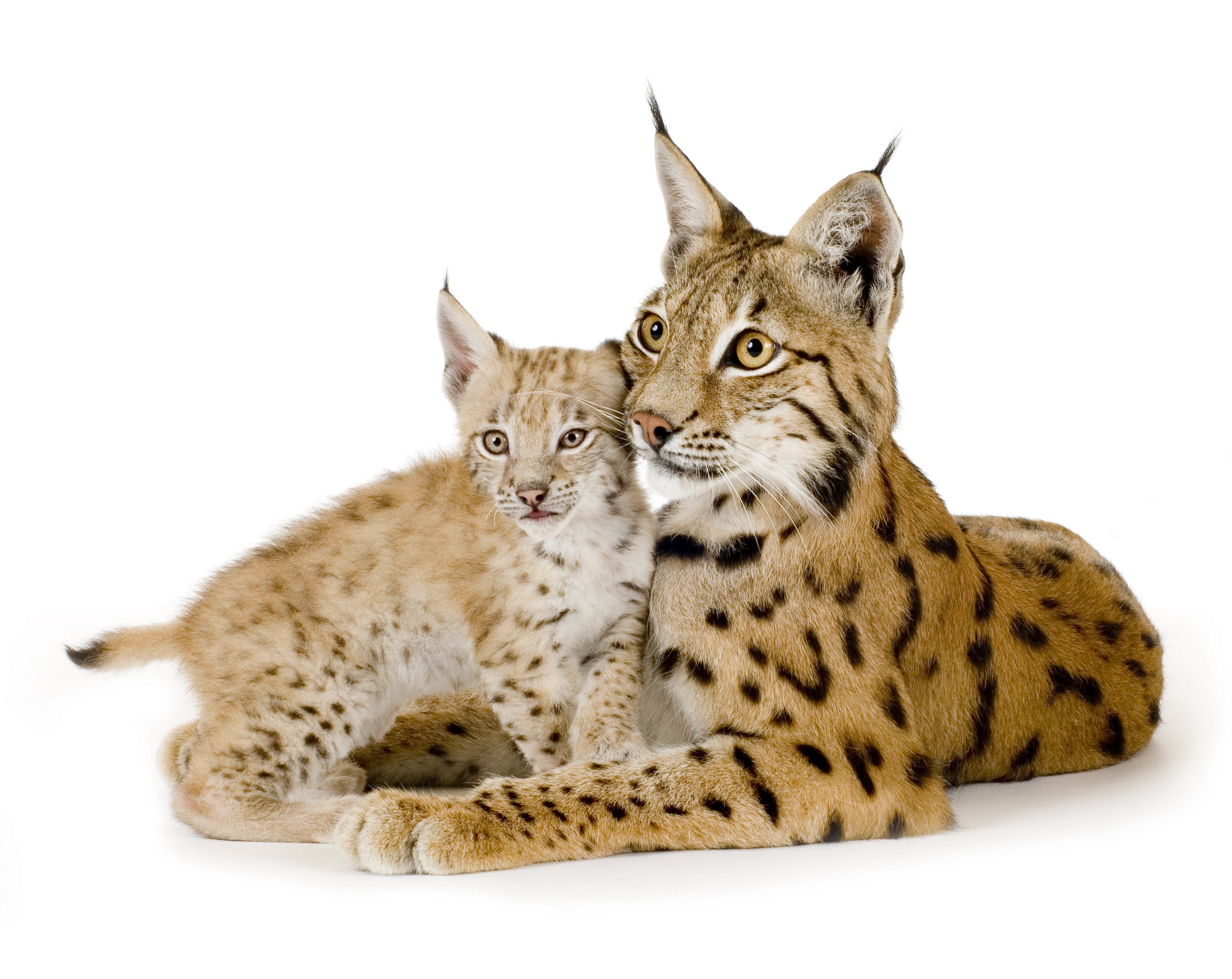 Free photo Mother lynx with cubs on white background