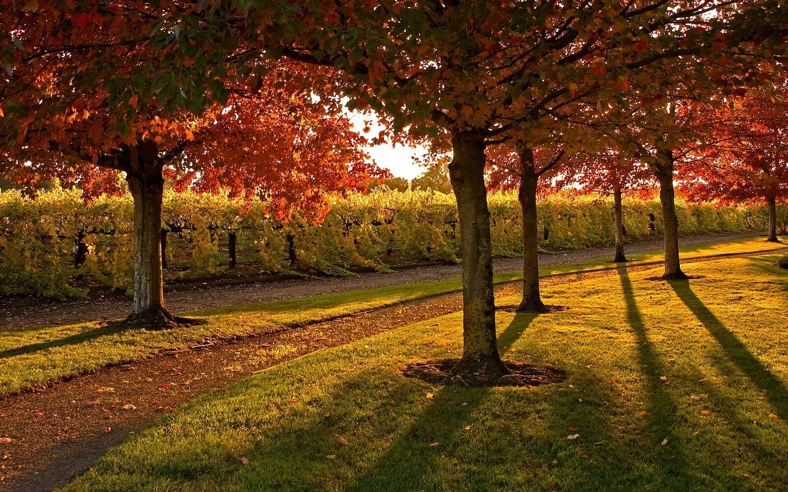 Бесплатное фото Осенний парк в солнечную погоду