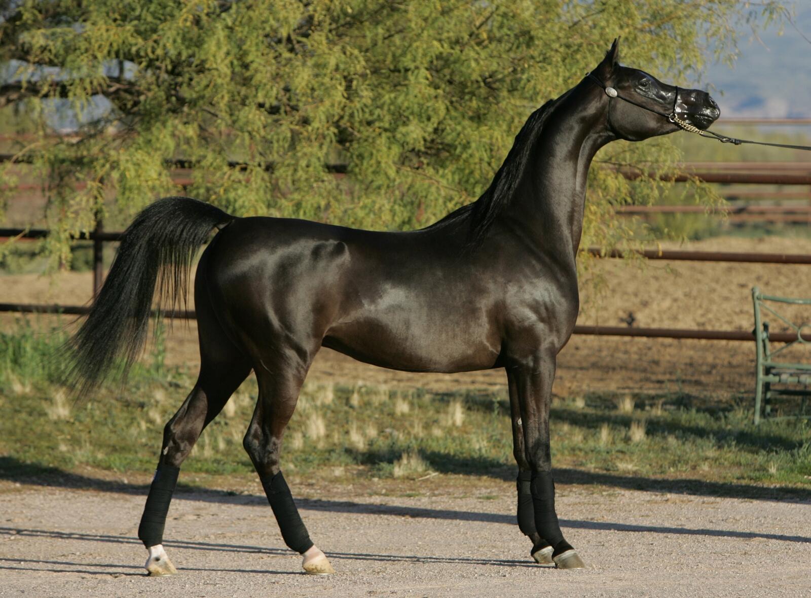 Бесплатное фото Большая черная лошадь